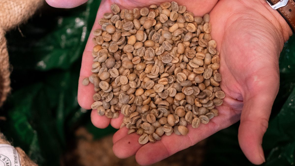 Comment sont choisis les cafes verts avant torrefaction ?