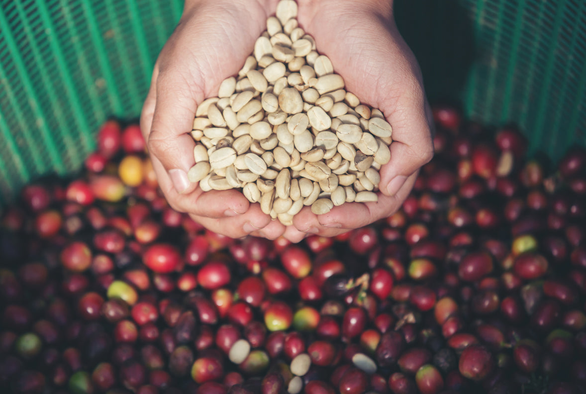 La fermentation du café : l’art de révéler de nouveaux arômes